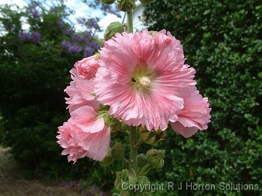 Hollyhock pink_2